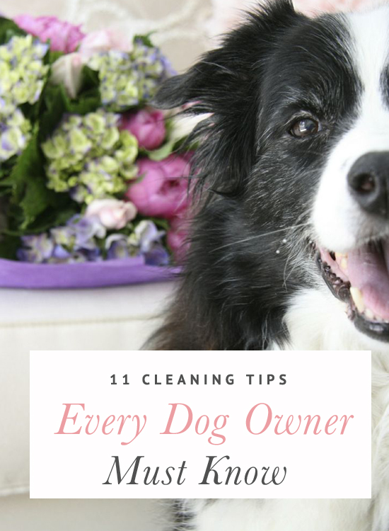 11-Cleaning-Tips-Dog-Owners-Must-Know-TITLE